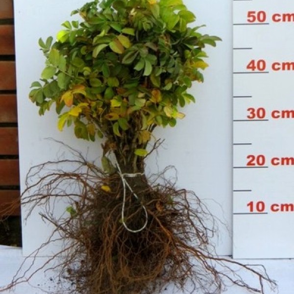 Róża pomarszczona - sadzonki 20-45 cm / goły korzeń 